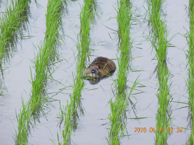 rice plant eating nutria.jpg